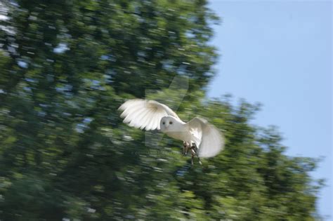 Hedwig in flight... by ObsidianImages on DeviantArt