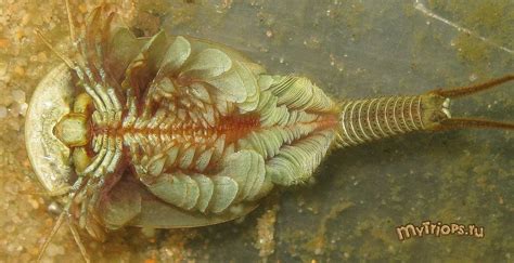 CRUSTACEA (Crustáceo) - Branchiopoda, Ordem Notostraca. / CRUSTACEA (Crustacean) - Branchiopoda ...