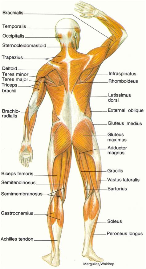 diagram of muscular system : Biological Science Picture Directory – Pulpbits.net