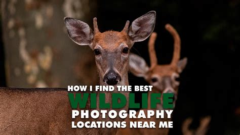 How I find the best wildlife photography locations near me