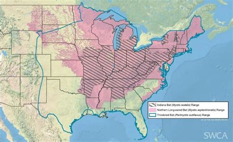 Regulatory Alert: Northern Long-Eared Bat Endangered, Final Rule in Effect | SWCA