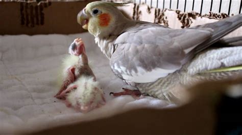 Baby Cockatiels Day 1 to 6 - YouTube