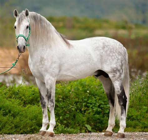 Andalusian horse-- In recent times, the name of the breed has been changed to PRE (Pura Raza ...