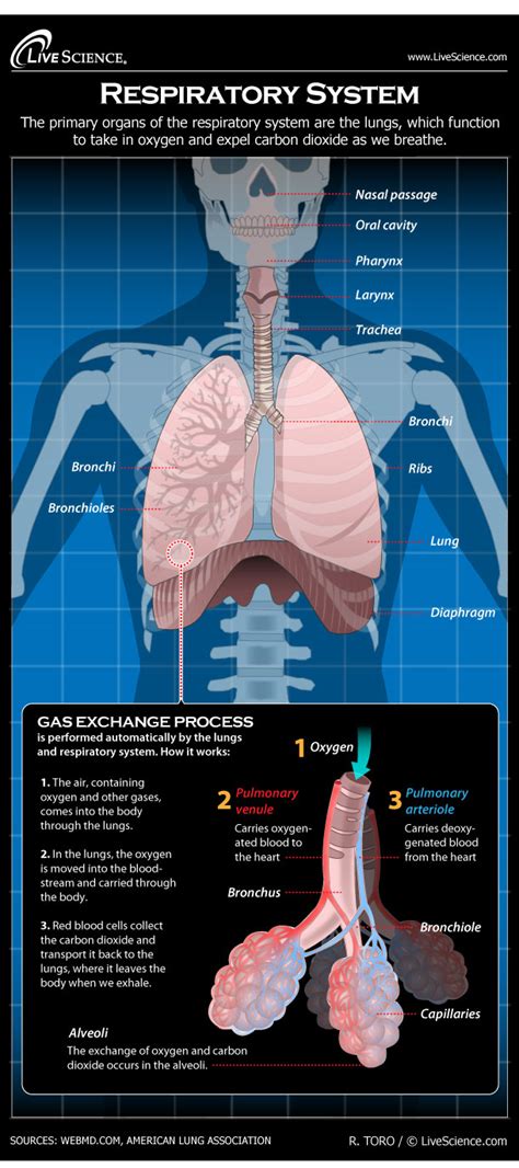 Respiratory system: Facts, function and diseases | Live Science