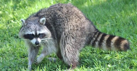 Two Dozen Raccoons Die in Viral 'Zombie' Outbreak in New York