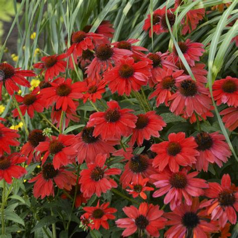 Sombrero® Salsa Red - Coneflower - Echinacea hybrid | Proven Winners