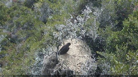 08-04-19 Bald Canyon eagles; one eaglet's quick visit. - YouTube