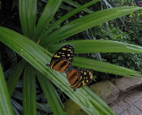 Niagara Parks Butterfly Conservatory - 142 Photos - Zoos - Niagara Falls, ON, Canada - Reviews ...