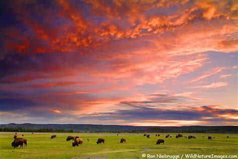 Yellowstone National Park Photos