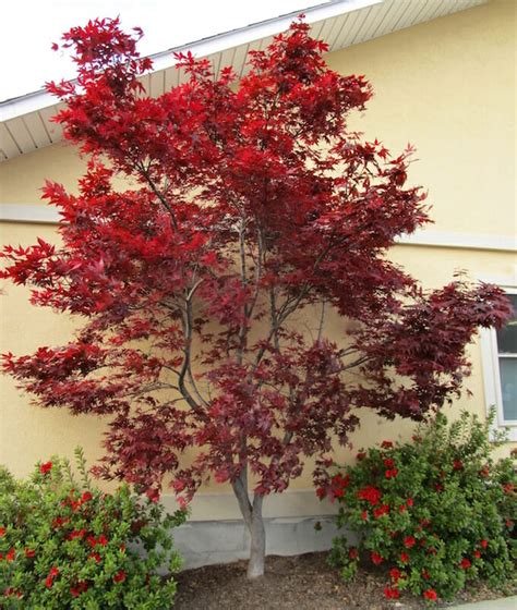 Japanese Maple Upright Red 'Emperor One' 13" Pot - Hello Hello Plants & Garden Supplies