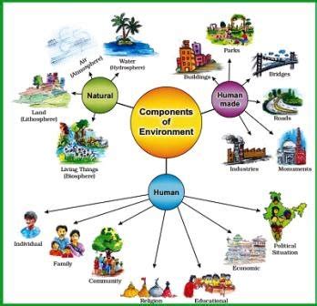 Illustrated diagram version of components and structures that ...