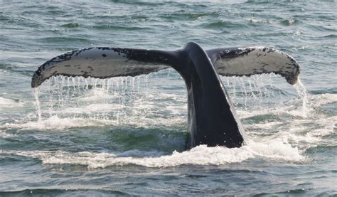 How Does Ocean Plastic Affect Whales? – Blue Ocean Society for Marine ...