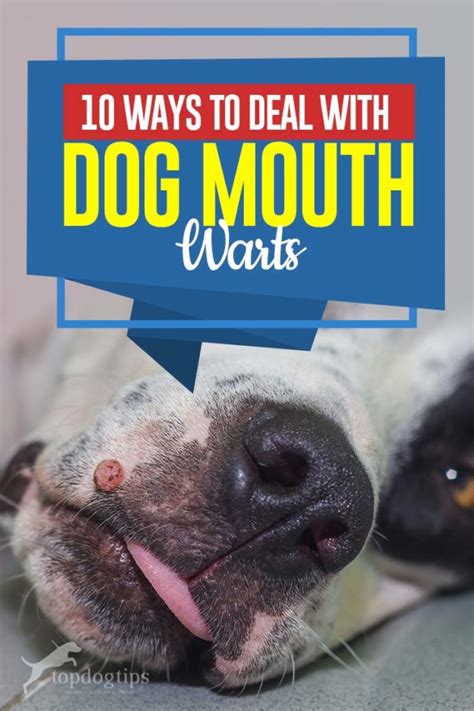 10 Ways to Deal with Dog Mouth Warts – Top Dog Tips