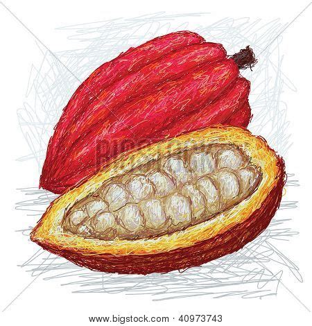 Cacao Pod Opened Vector & Photo (Free Trial) | Bigstock