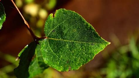 Gegen den Willen Bleistift Fehler alamo arbol Anzahlung Meeresschnecke ...