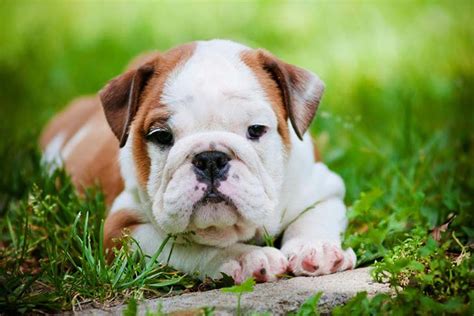 Bulldog Puppy Training Timeline: What to Expect and When to Expect It ...