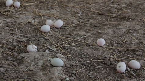 Duck Eggs in Farm Stock Footage Video (100% Royalty-free) 7823227 | Shutterstock