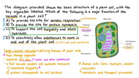 Question Video: Identifying the Function of the Vacuole in a Plant Cell | Nagwa