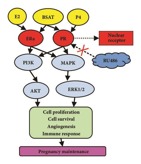 The possible mechanism of action of BSAT on mifepristone-induced ...