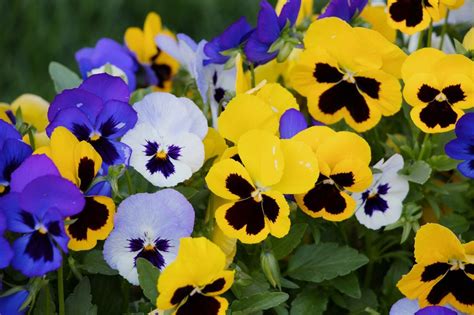 Winter Pansies - Best time to plant, gardening tips and more