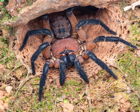 Liphistius desultor from Penang, Malaysia on October 19, 2021 at 10:59 PM by Roy Kittrell ...