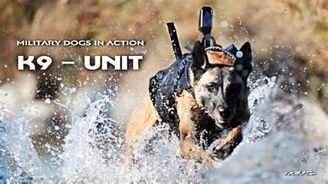 K9 Dogs In Action