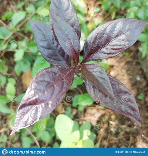 Bandung,Indonesia, Hadeuleun Leaves, Growing in the Highlands, Maroon ...