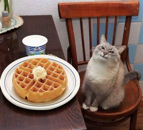 Pancake Cat Blank Template - Imgflip