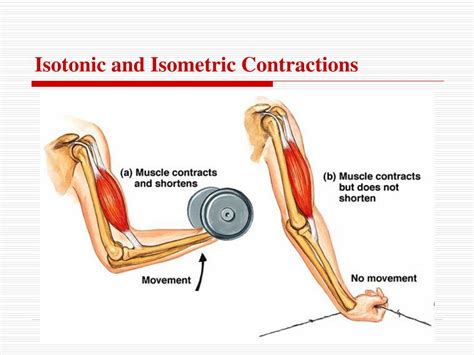 PPT - Structure and Function of Skeletal Muscle PowerPoint Presentation ...