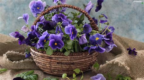 pansies, basket, bouquet - Flowers wallpapers: 1920x1080