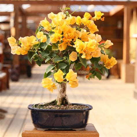 Buy Plant House Live Yellow Bougainvillea Bonsai Plant With Plastic ...