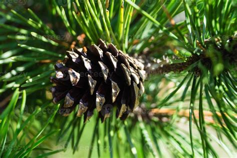 Cedar cones and nuts 3102496 Stock Photo at Vecteezy