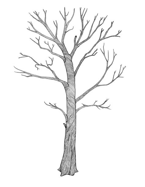 Thomas Cole Tree Drawings Pencil Nature Sketch Tree S - vrogue.co