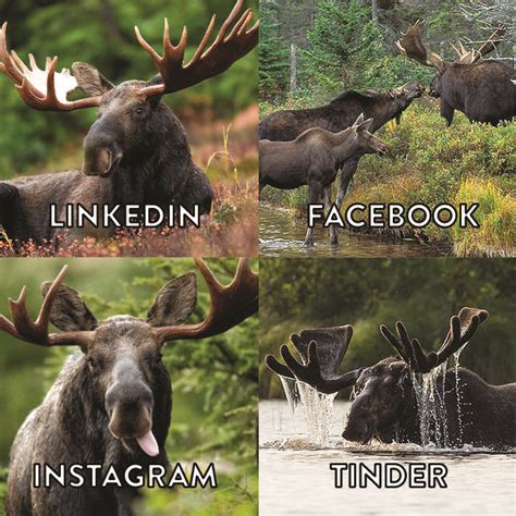 Moose meme | Cute animals, Animals, Instagram