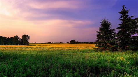 Green grass field and trees, landscape, field, clouds, grass HD ...