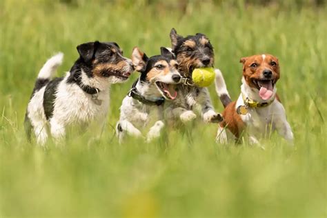 Fun Outdoor Games for Dogs to Keep Them Fit and Engaged