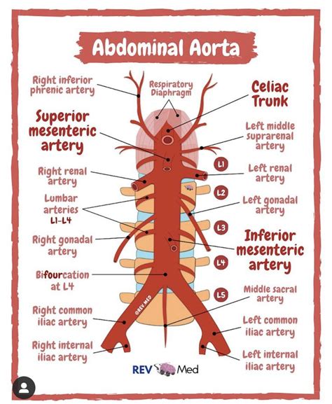 Pin by Roxy on Medicine | Abdominal aorta, Basic anatomy and physiology ...