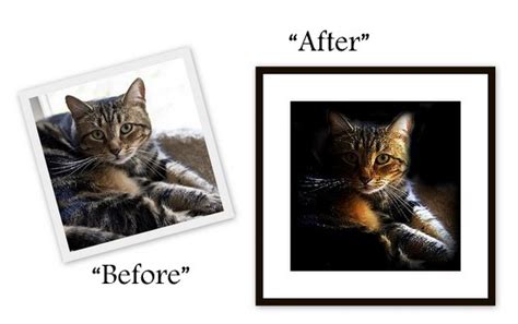 before and after-cat | Cat Wisdom 101