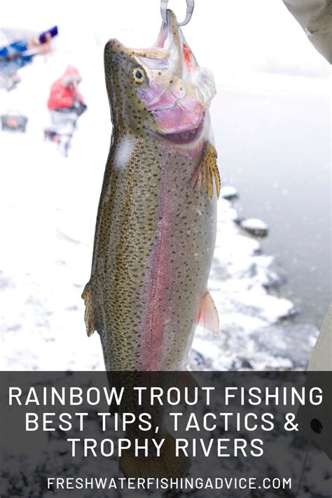 Rainbow Trout Fishing Tips For Beginners | Rainbow trout fishing, Trout ...