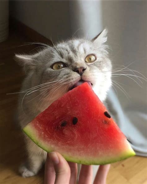 Your cat can definitely eat watermelon if they so desire. As cats cannot taste the sweetness of ...