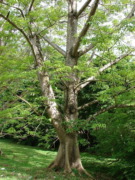 Trees Planet: Bombax ceiba - Red Cotton tree