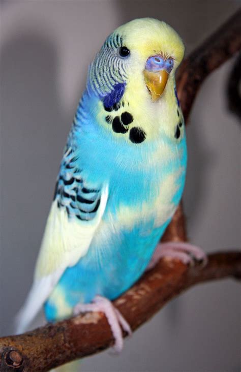 1000+ images about Budgerigars on Pinterest | English, The birds and ...