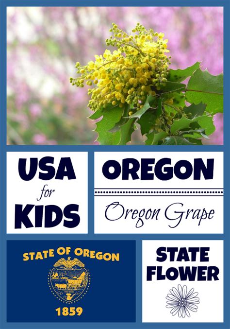 Oregon State Flower Archives - USA Facts for Kids