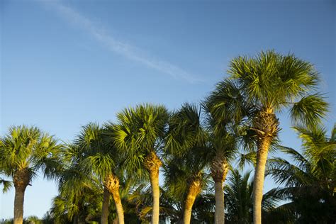 florida-palm-trees