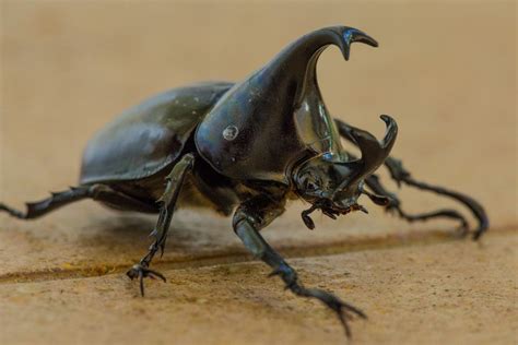 Rhinoceros Beetle | Macro photography insects, Beetle, Hercules beetle