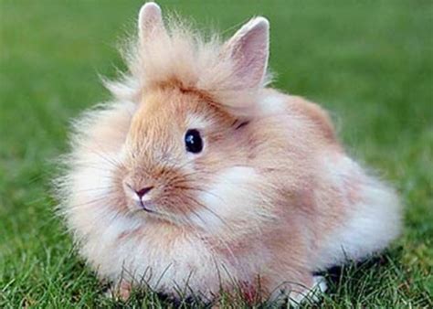 Lionhead Rabbit - Fuzzy Today