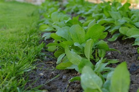 Pests and Diseases that can Wreak Havoc on Spinach - Southeast AgNET