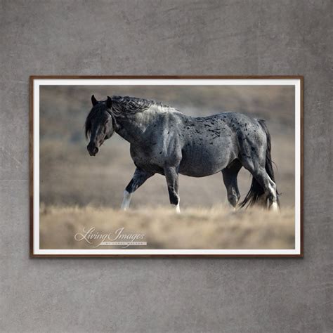 Wild Horse Photography Wild Stallion Blue Zeus Print blue Zeus Walks at Dawn - Etsy | Wild ...