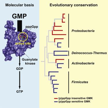 Molecular Mechanism and Evolution of Guanylate Kinase Regulation by (p)ppGpp: Molecular Cell