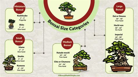 Bonsai Size Classifications - Bonsai Made Simple